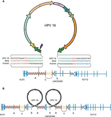 HPV16-LINC00393 Integration Alters Local 3D Genome Architecture in Cervical Cancer Cells